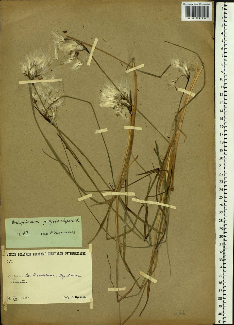 Eriophorum angustifolium Honck., Siberia, Baikal & Transbaikal region (S4) (Russia)