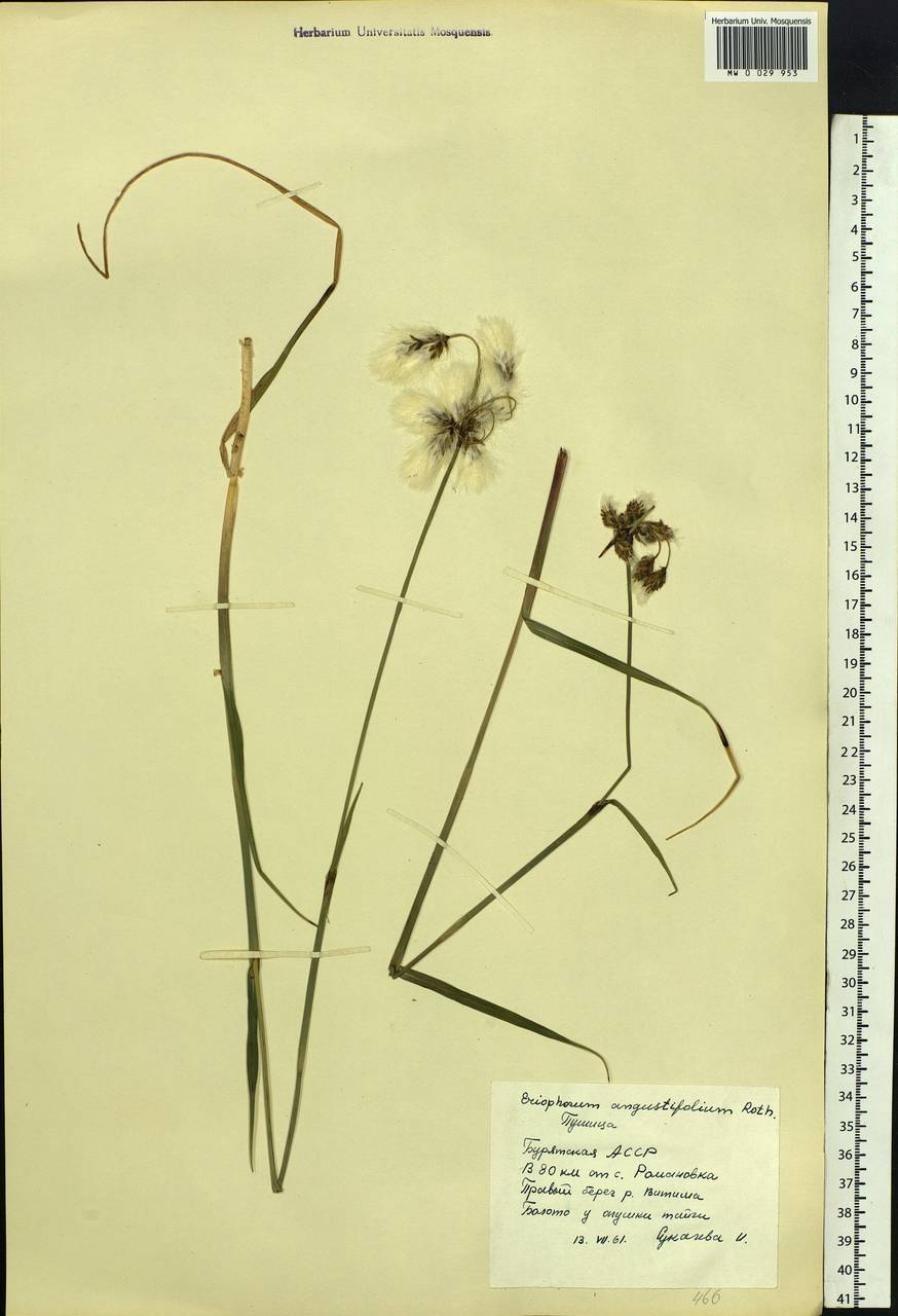 Eriophorum angustifolium Honck., Siberia, Baikal & Transbaikal region (S4) (Russia)