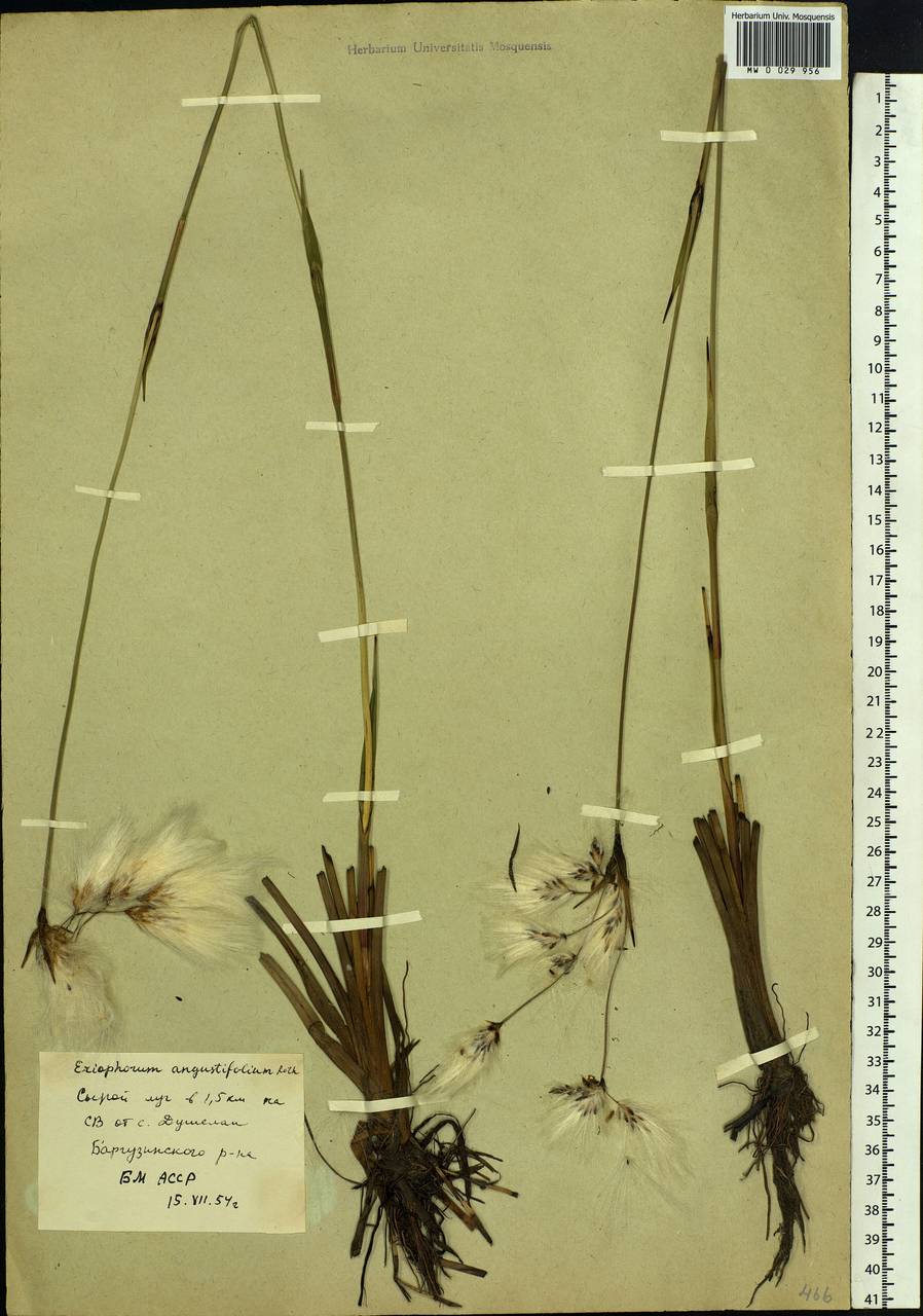 Eriophorum angustifolium Honck., Siberia, Baikal & Transbaikal region (S4) (Russia)