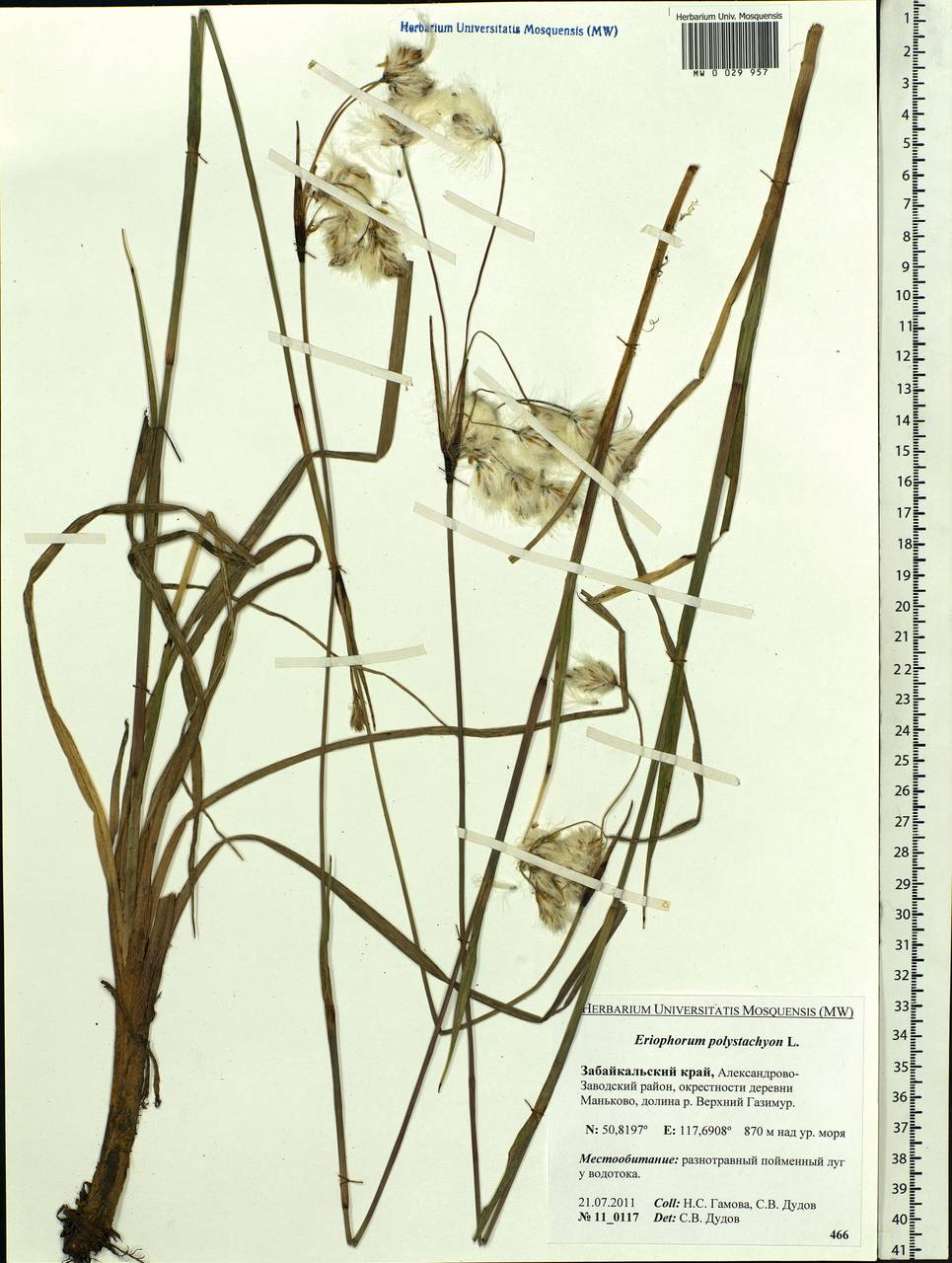 Eriophorum angustifolium Honck., Siberia, Baikal & Transbaikal region (S4) (Russia)