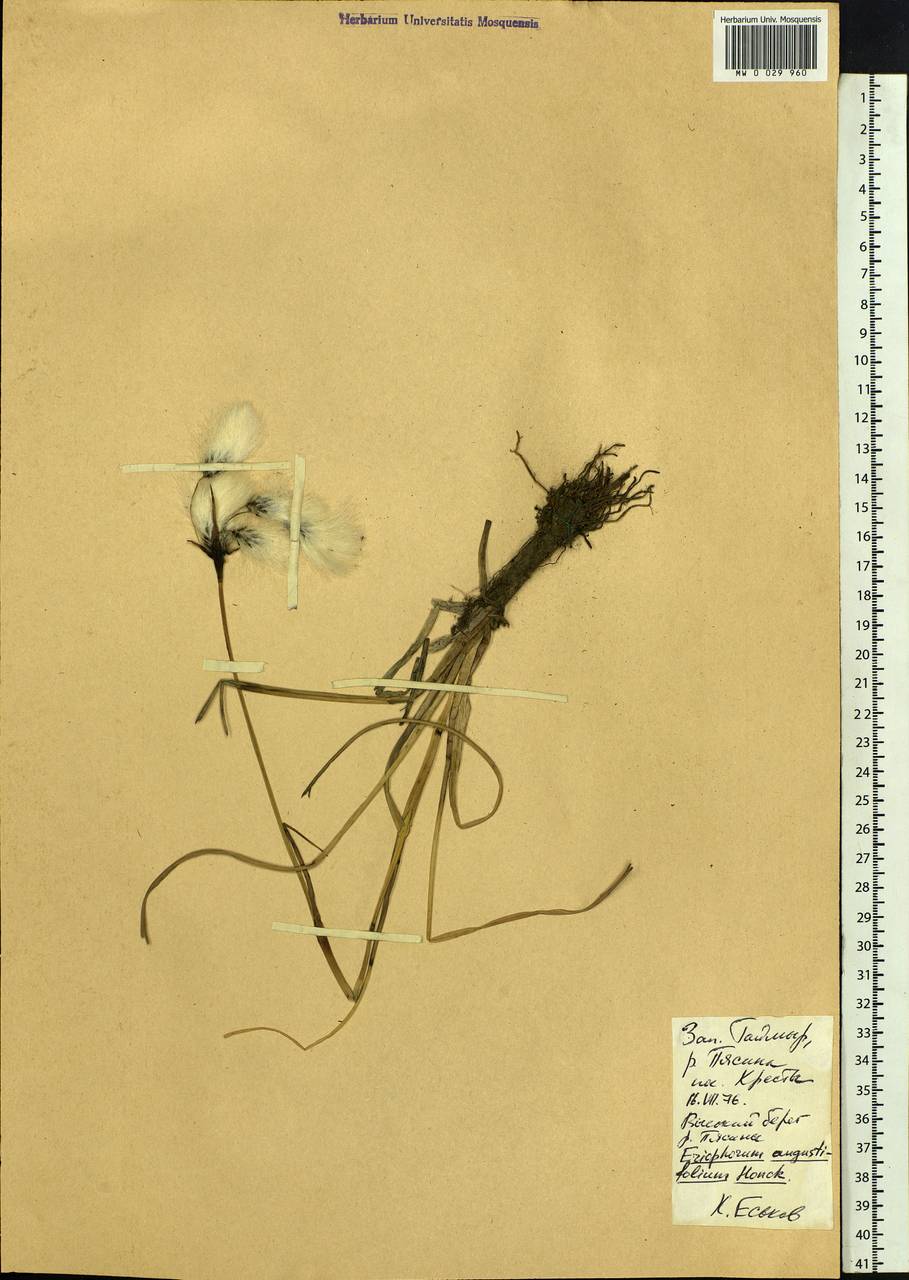 Eriophorum angustifolium Honck., Siberia, Central Siberia (S3) (Russia)