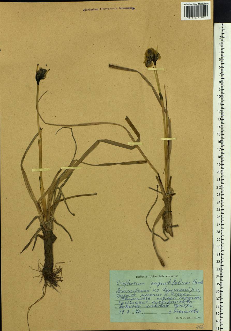 Eriophorum angustifolium Honck., Siberia, Central Siberia (S3) (Russia)