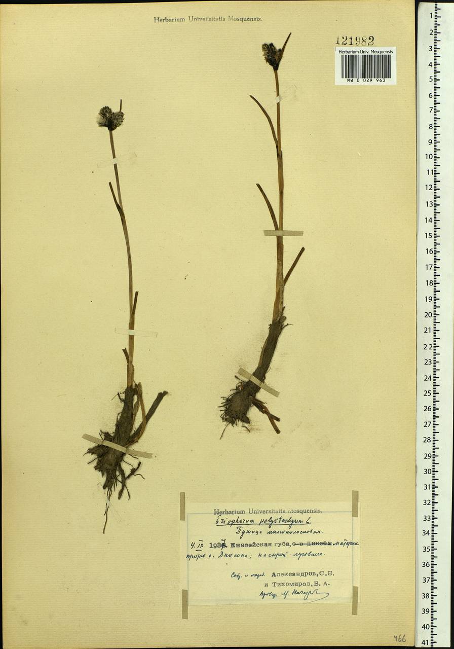 Eriophorum angustifolium Honck., Siberia, Central Siberia (S3) (Russia)