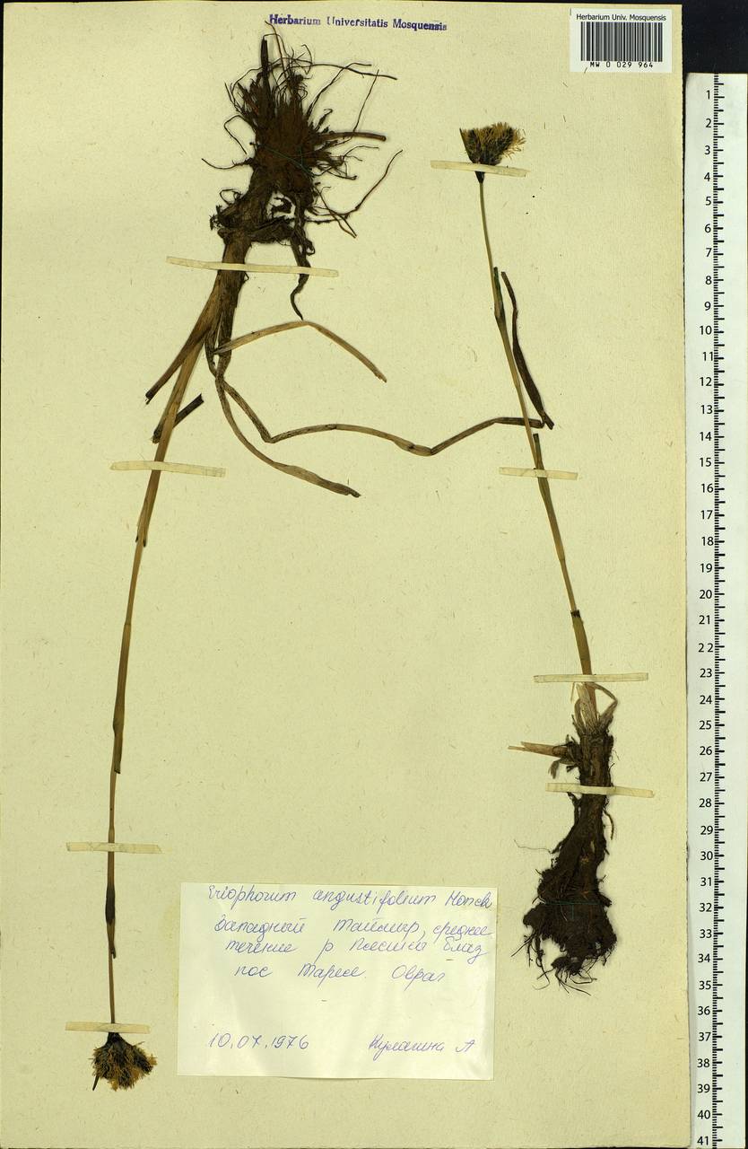 Eriophorum angustifolium Honck., Siberia, Central Siberia (S3) (Russia)