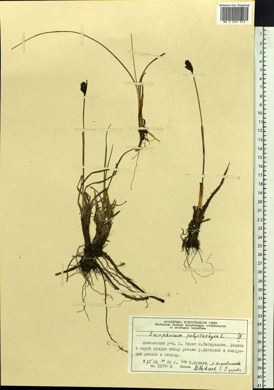 Eriophorum angustifolium Honck., Siberia, Central Siberia (S3) (Russia)