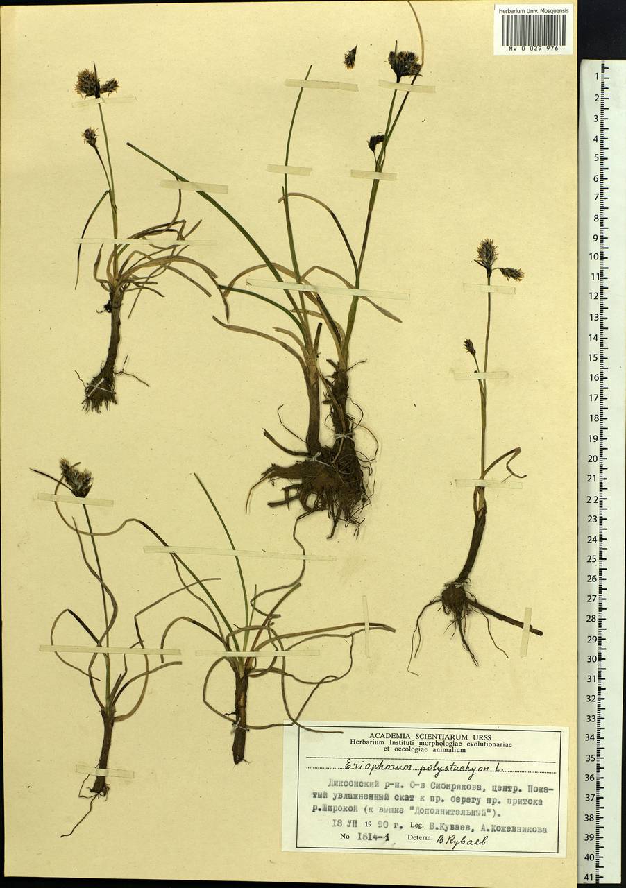 Eriophorum angustifolium Honck., Siberia, Central Siberia (S3) (Russia)