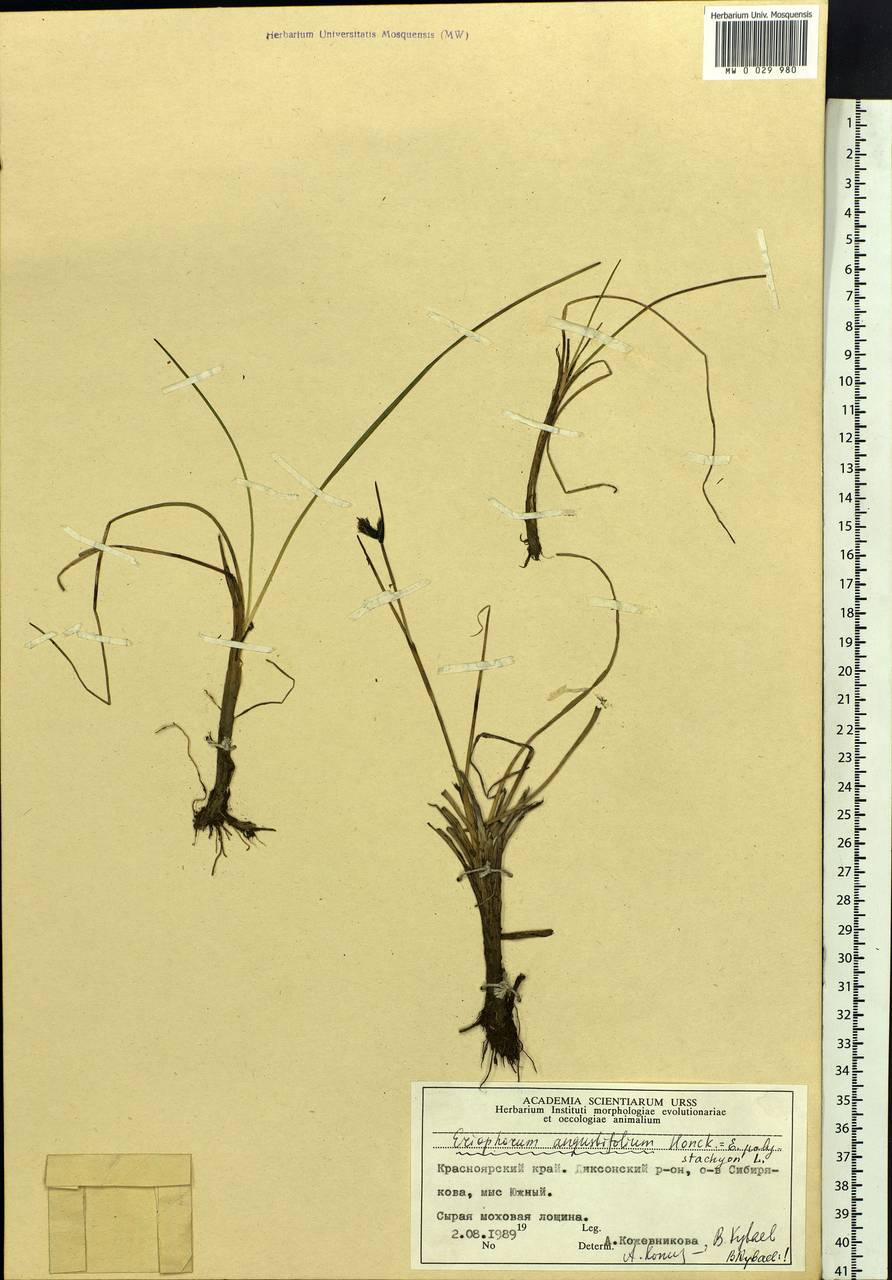 Eriophorum angustifolium Honck., Siberia, Central Siberia (S3) (Russia)