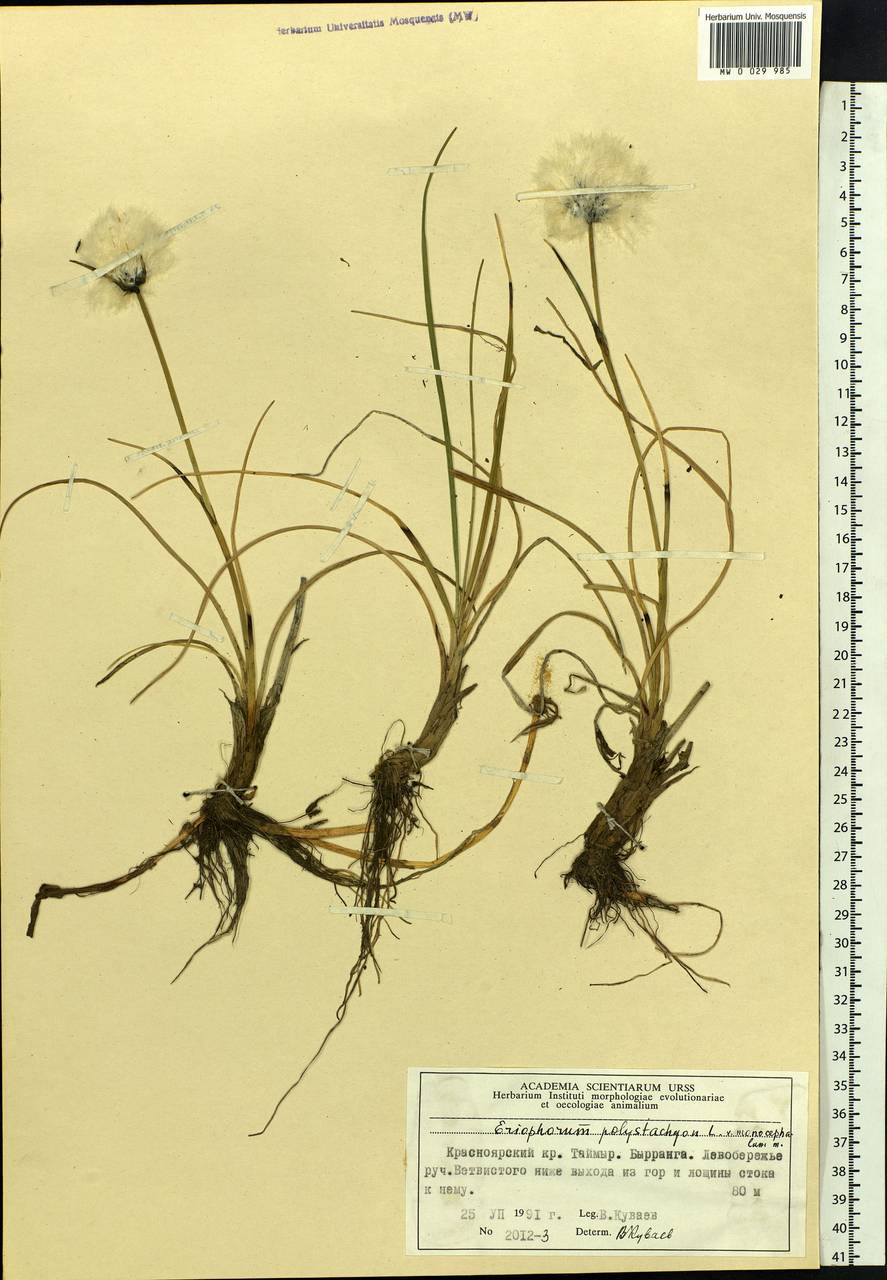 Eriophorum angustifolium Honck., Siberia, Central Siberia (S3) (Russia)