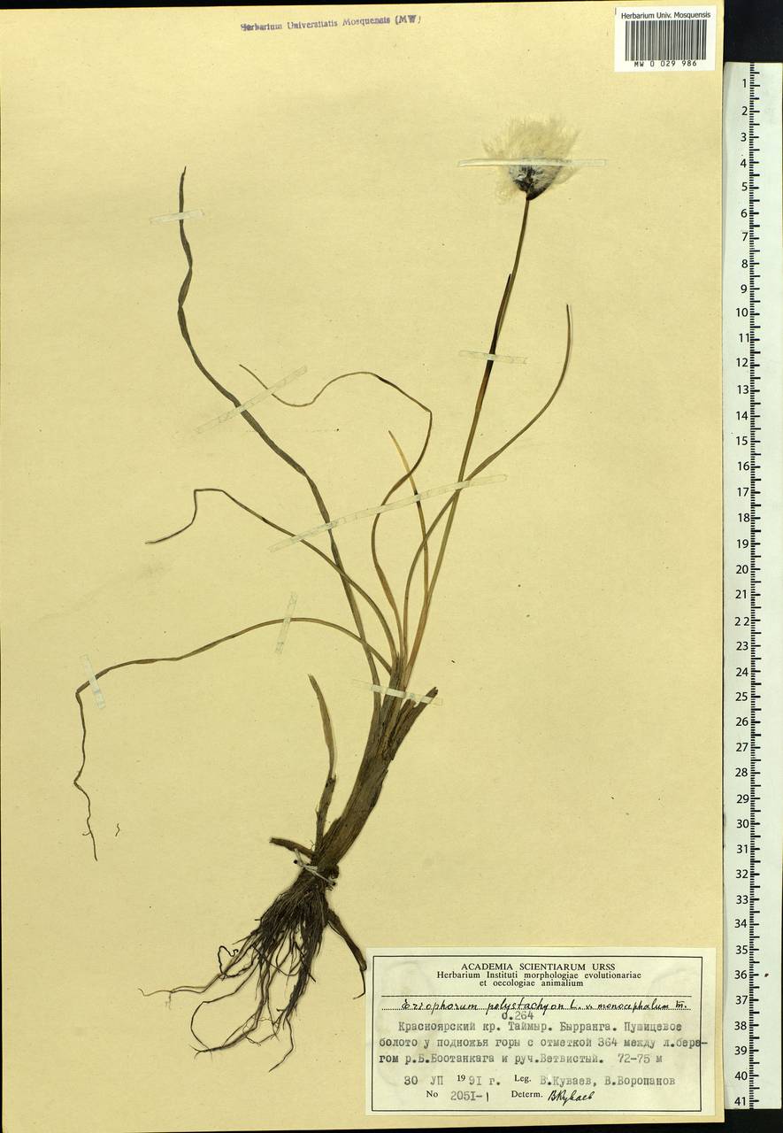 Eriophorum angustifolium Honck., Siberia, Central Siberia (S3) (Russia)