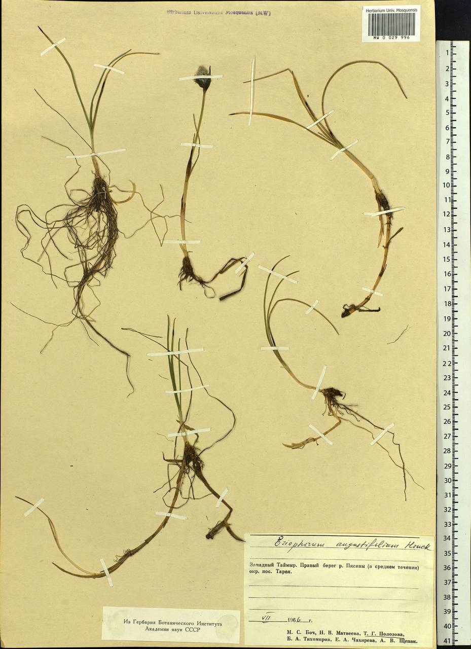 Eriophorum angustifolium Honck., Siberia, Central Siberia (S3) (Russia)