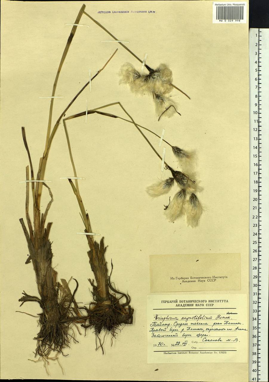 Eriophorum angustifolium Honck., Siberia, Central Siberia (S3) (Russia)
