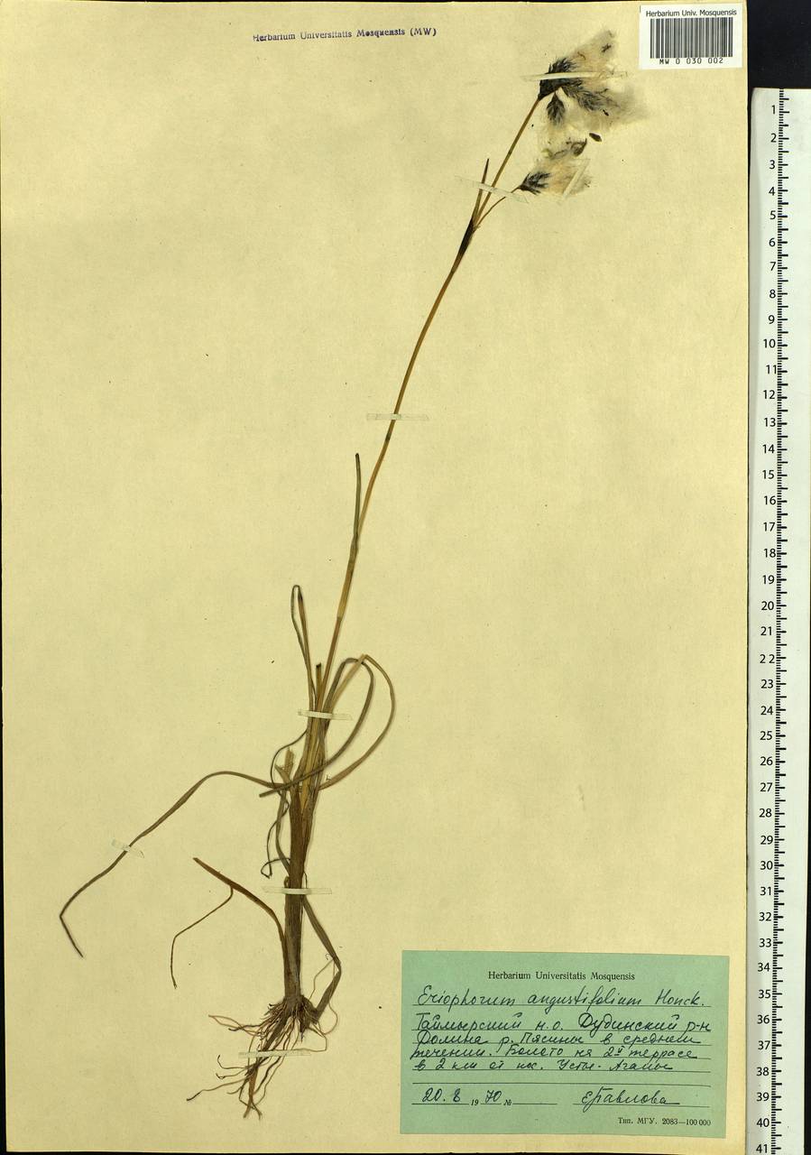 Eriophorum angustifolium Honck., Siberia, Central Siberia (S3) (Russia)