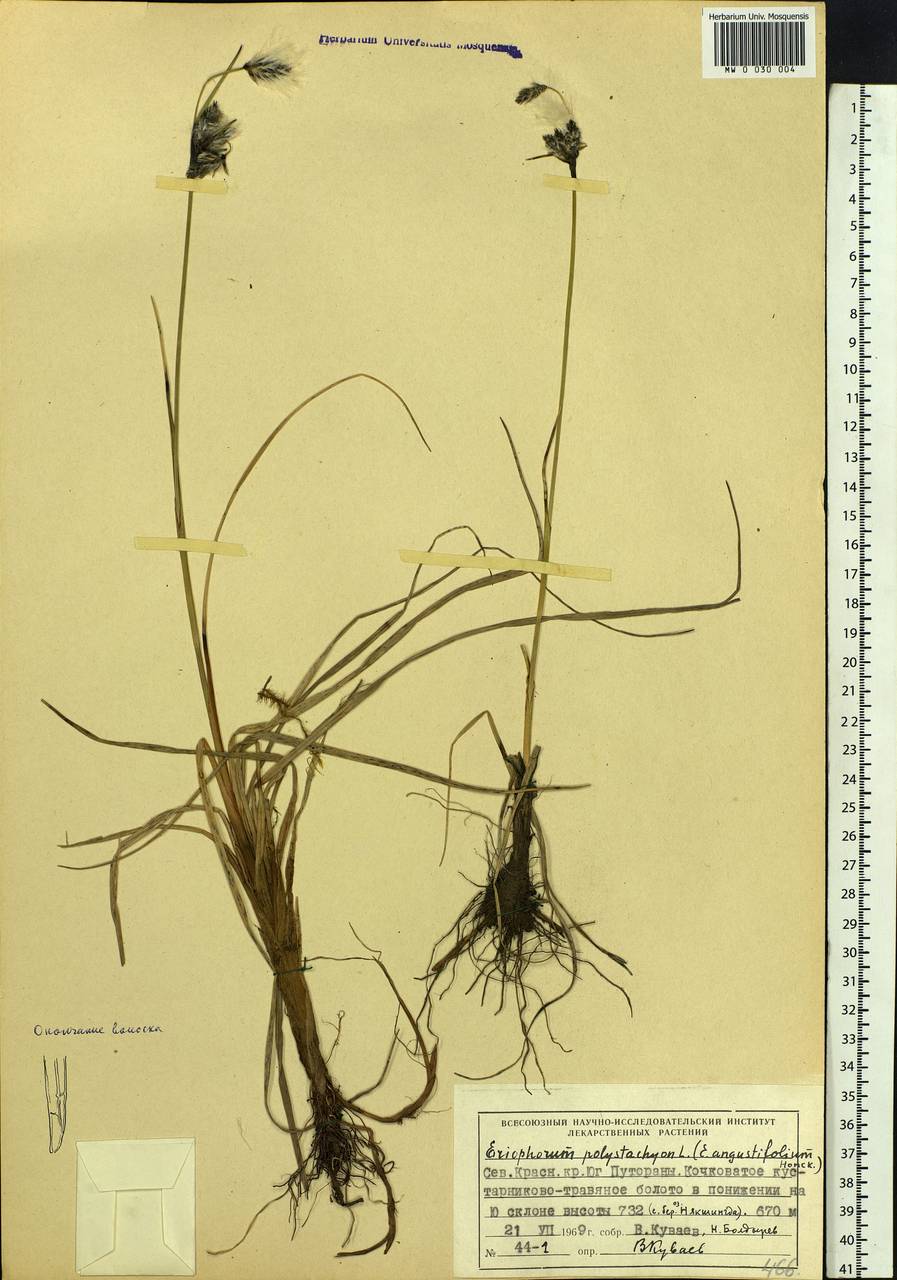 Eriophorum angustifolium Honck., Siberia, Central Siberia (S3) (Russia)