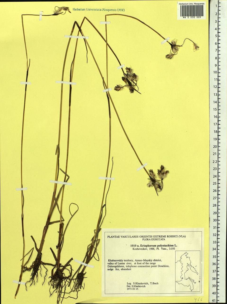 Eriophorum angustifolium Honck., Siberia, Russian Far East (S6) (Russia)