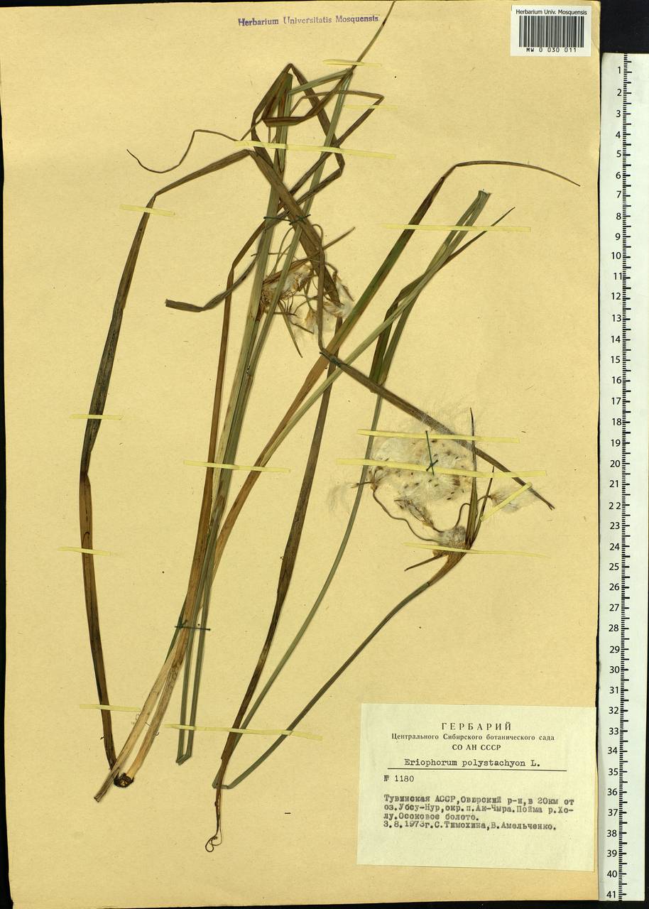 Eriophorum angustifolium Honck., Siberia, Altai & Sayany Mountains (S2) (Russia)