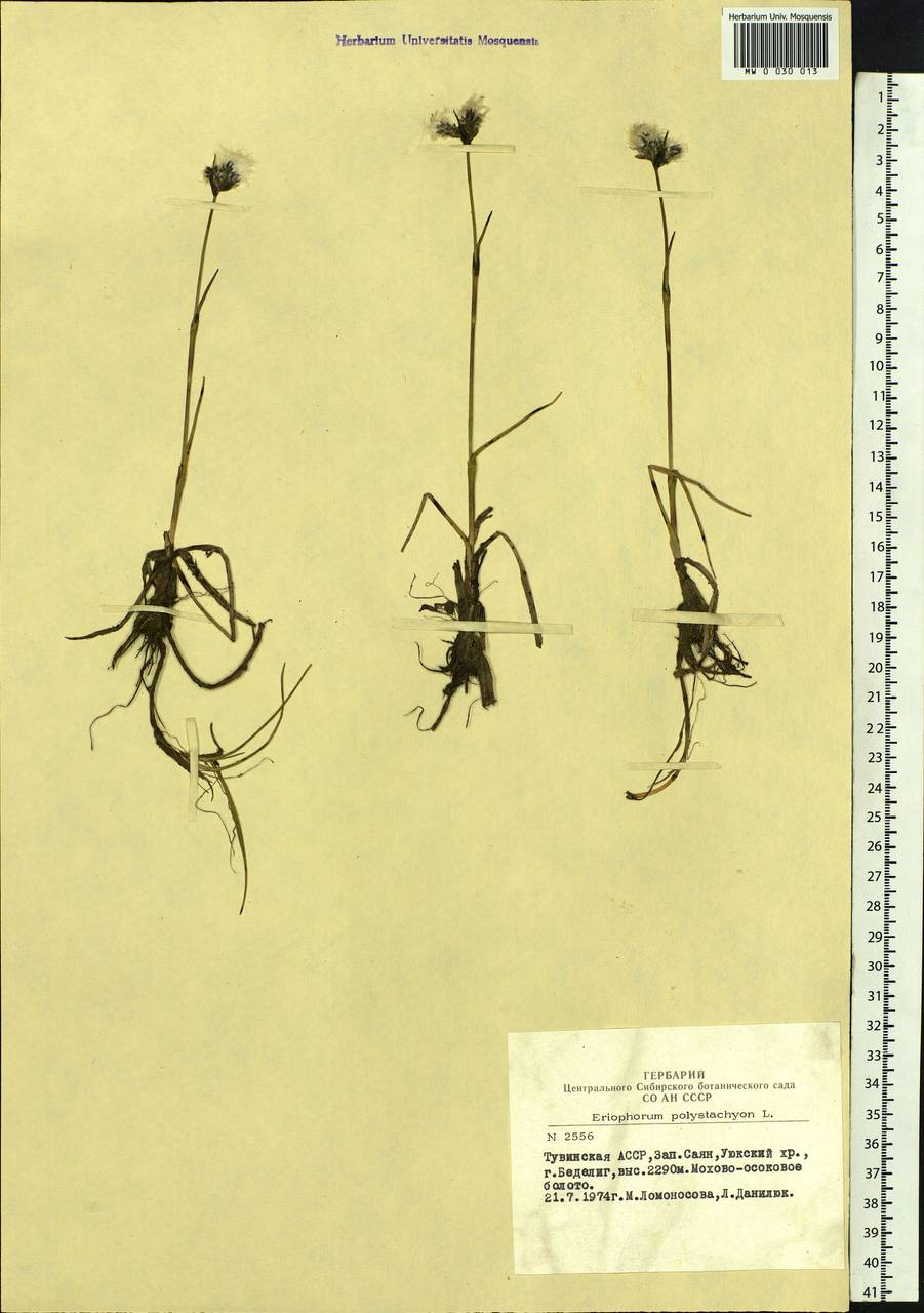 Eriophorum angustifolium Honck., Siberia, Altai & Sayany Mountains (S2) (Russia)