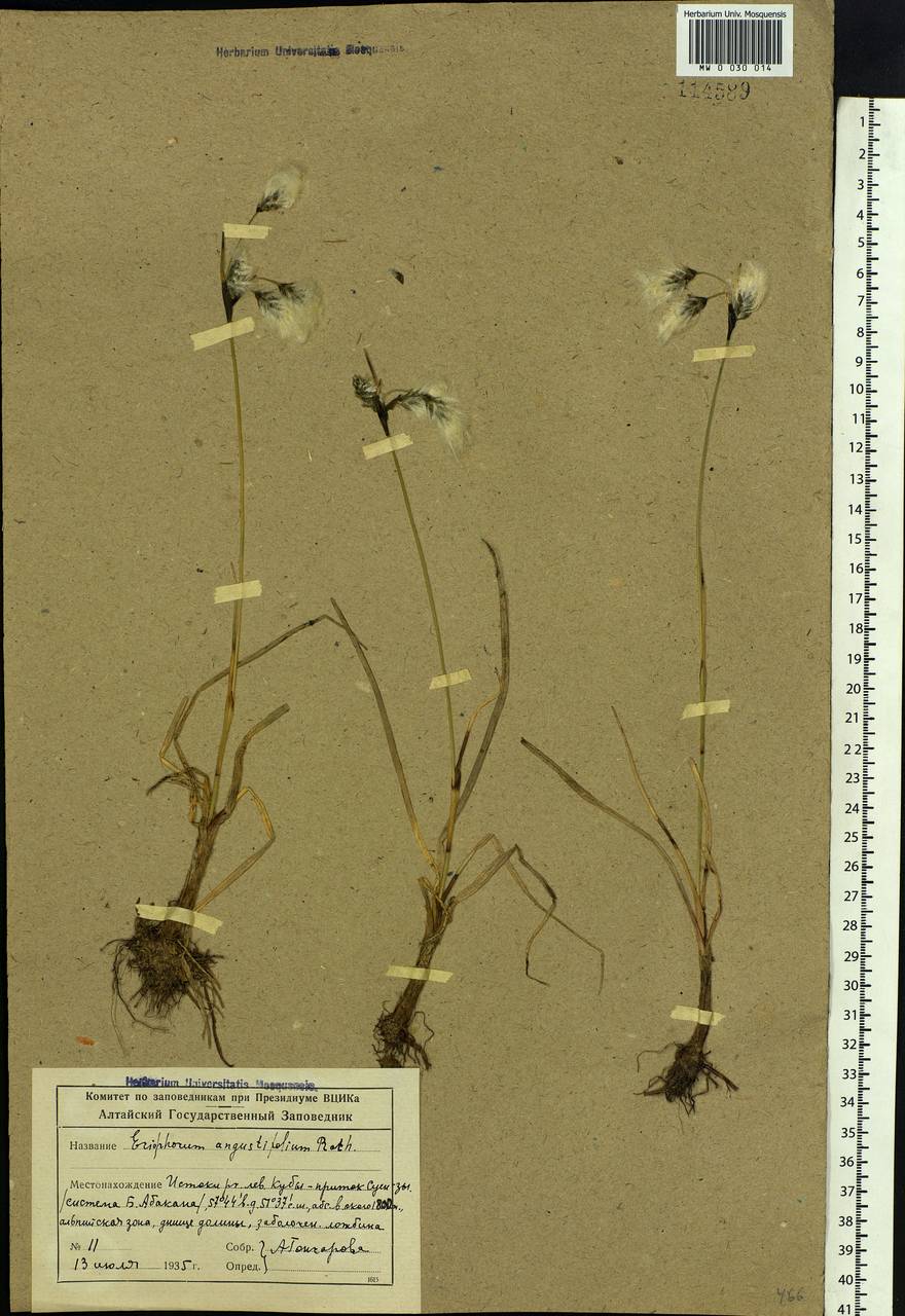 Eriophorum angustifolium Honck., Siberia, Altai & Sayany Mountains (S2) (Russia)