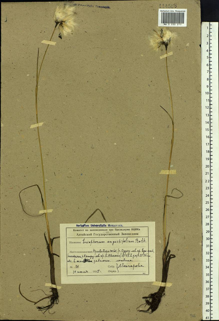 Eriophorum angustifolium Honck., Siberia, Altai & Sayany Mountains (S2) (Russia)