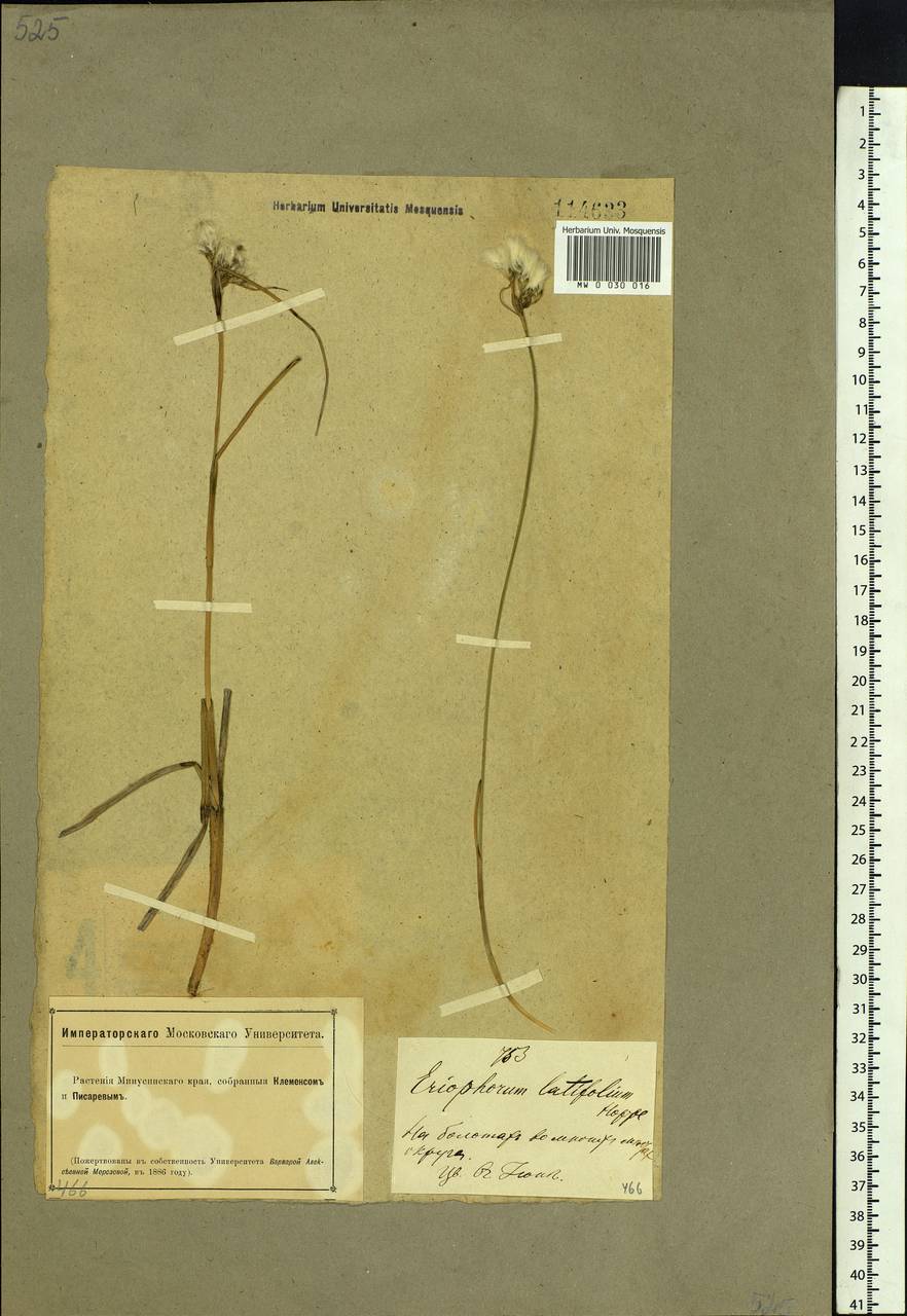Eriophorum angustifolium Honck., Siberia, Altai & Sayany Mountains (S2) (Russia)