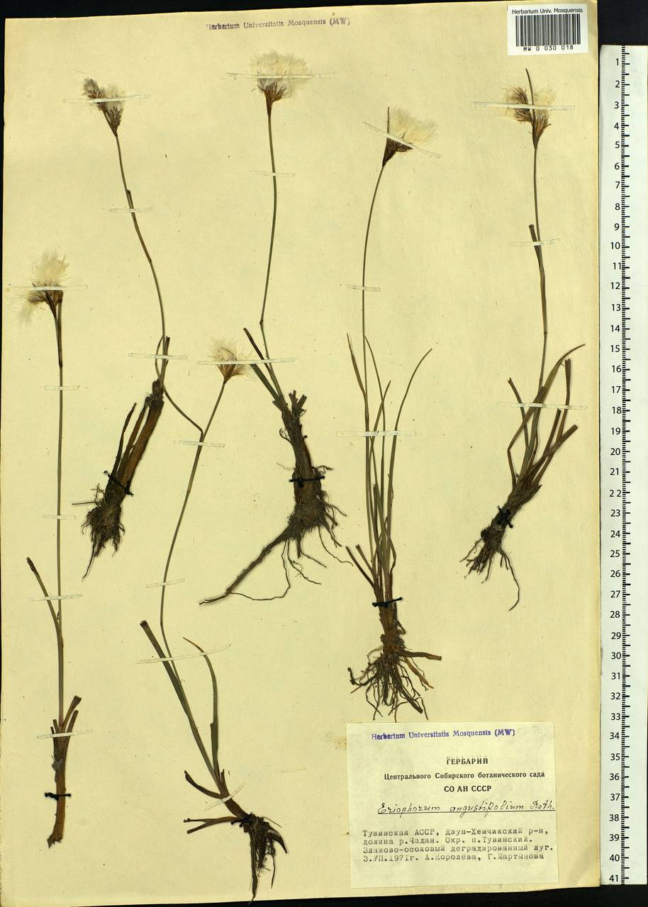 Eriophorum angustifolium Honck., Siberia, Altai & Sayany Mountains (S2) (Russia)