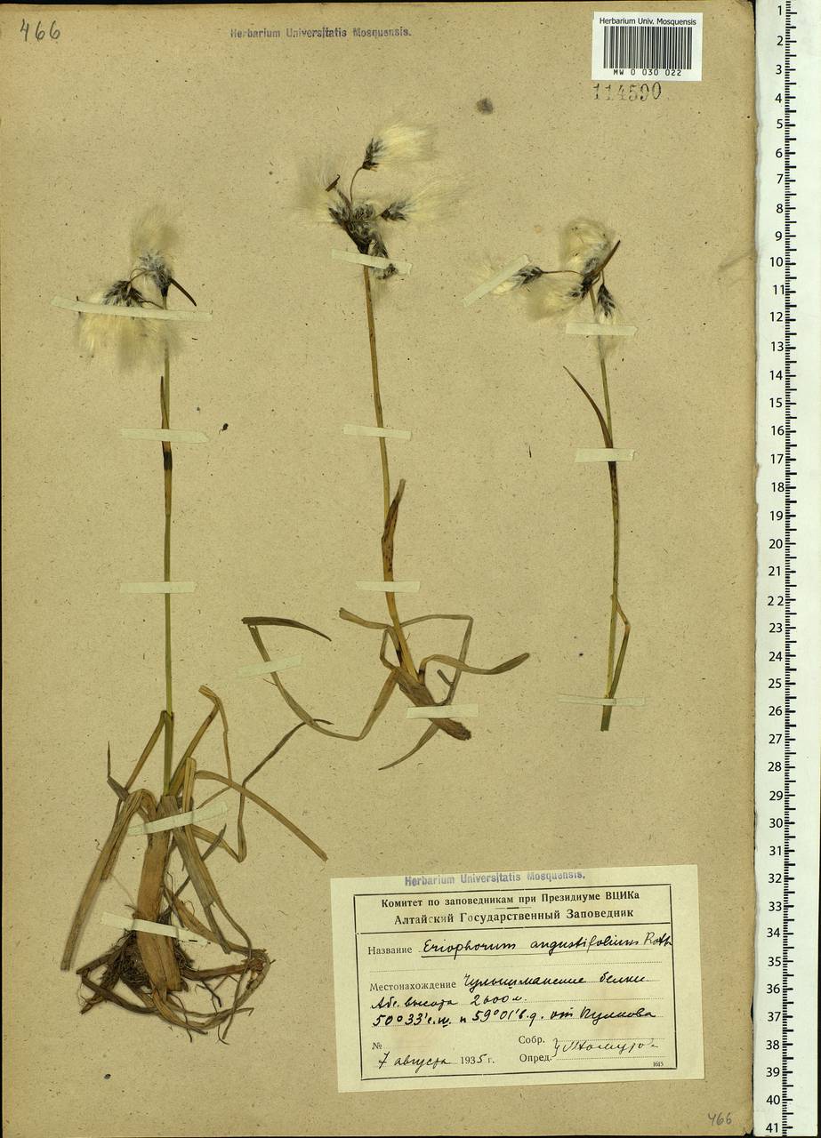 Eriophorum angustifolium Honck., Siberia, Altai & Sayany Mountains (S2) (Russia)