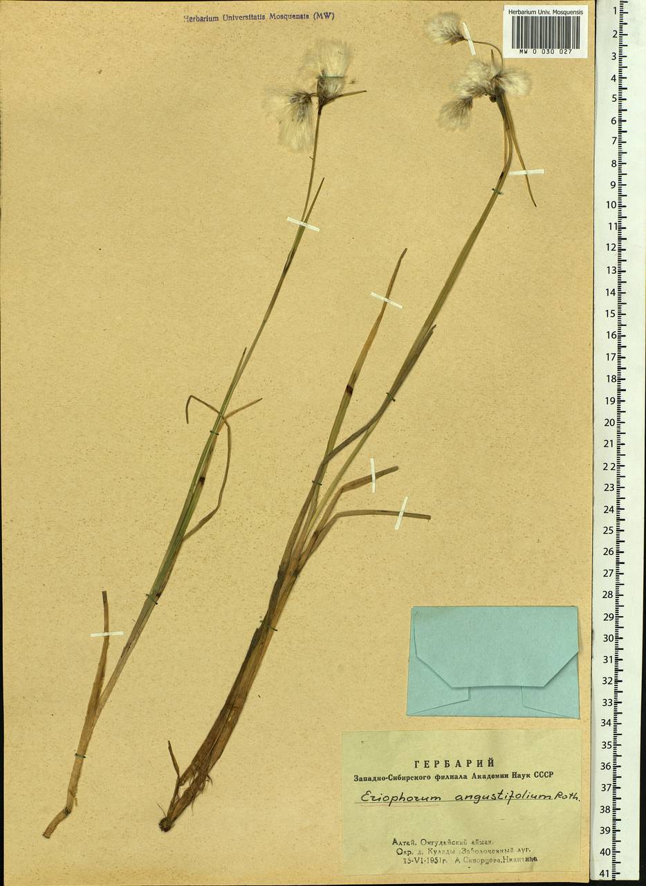 Eriophorum angustifolium Honck., Siberia, Altai & Sayany Mountains (S2) (Russia)