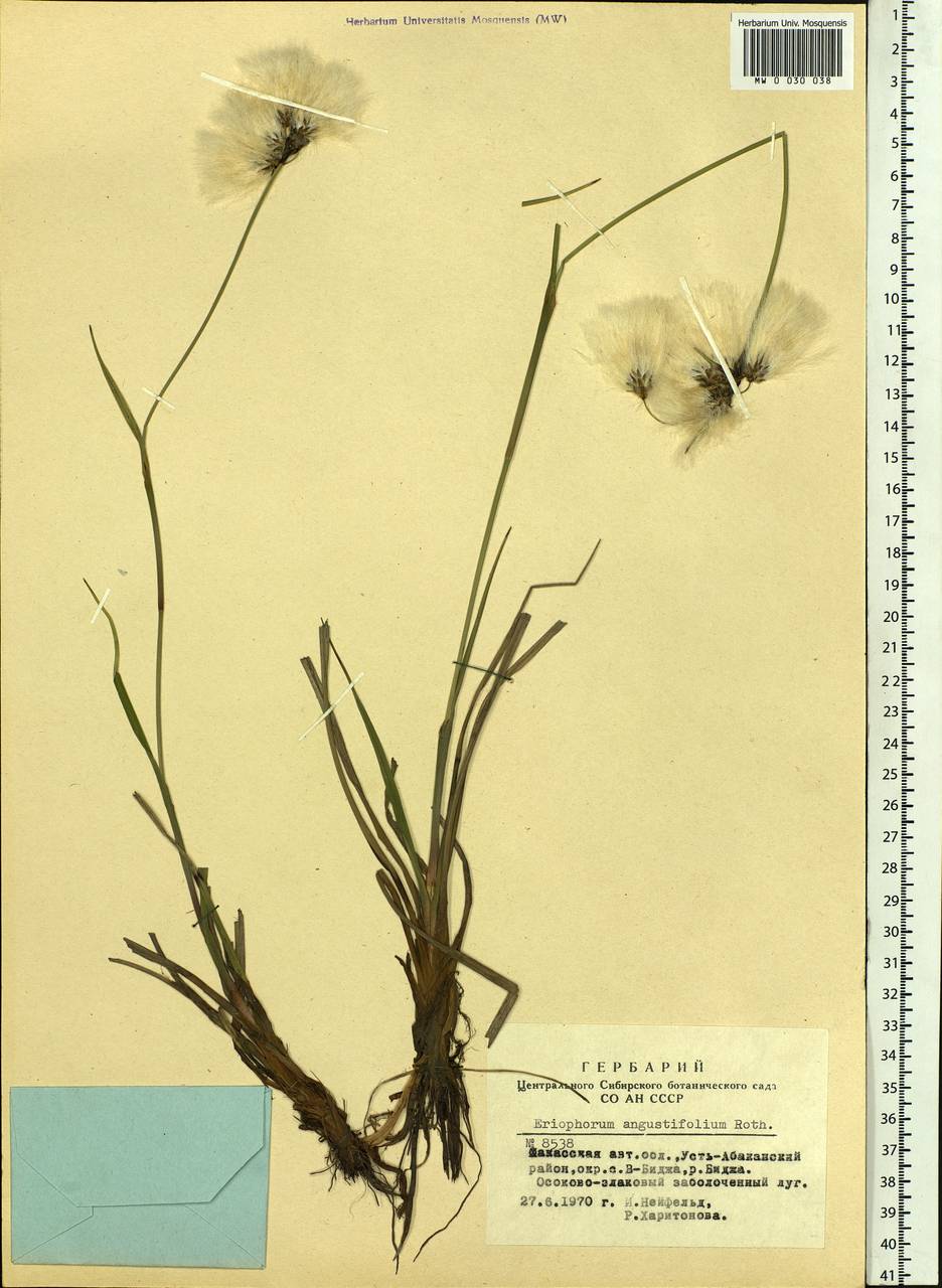 Eriophorum angustifolium Honck., Siberia, Altai & Sayany Mountains (S2) (Russia)