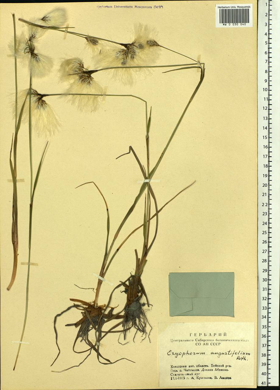 Eriophorum angustifolium Honck., Siberia, Altai & Sayany Mountains (S2) (Russia)