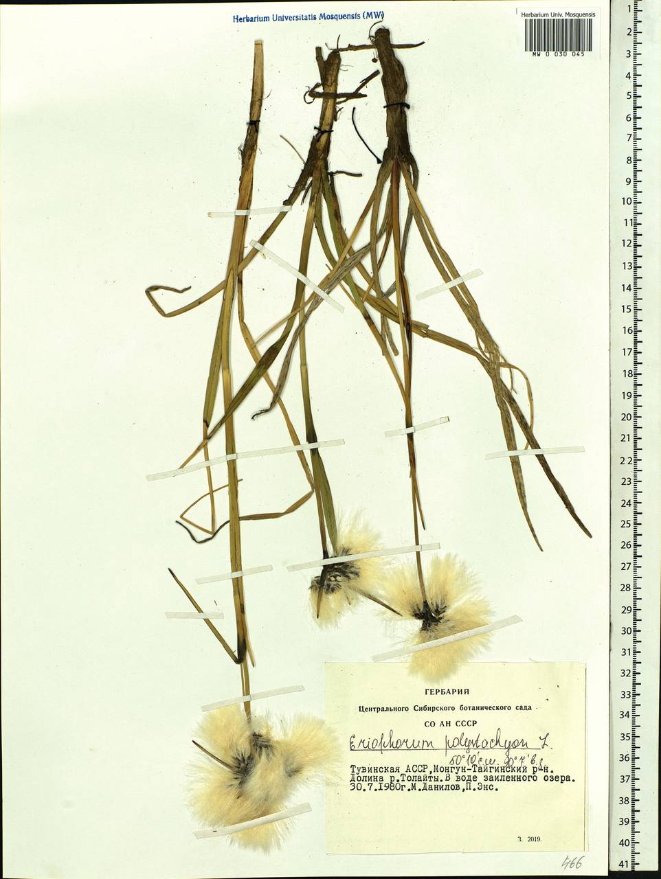 Eriophorum angustifolium Honck., Siberia, Altai & Sayany Mountains (S2) (Russia)