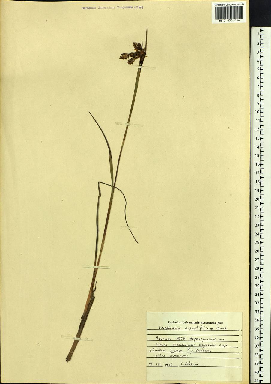 Eriophorum angustifolium Honck., Siberia, Yakutia (S5) (Russia)