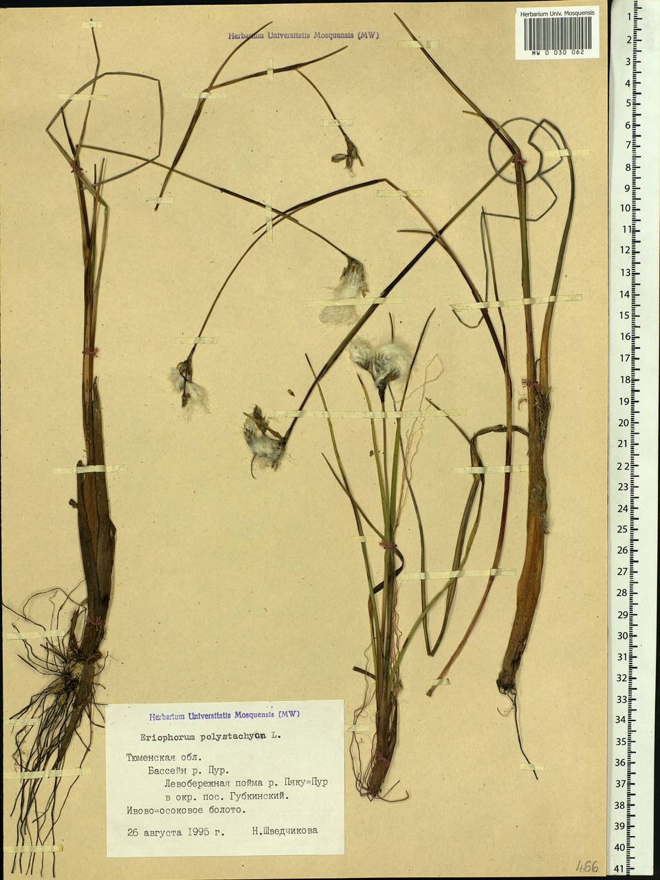 Eriophorum angustifolium Honck., Siberia, Western Siberia (S1) (Russia)