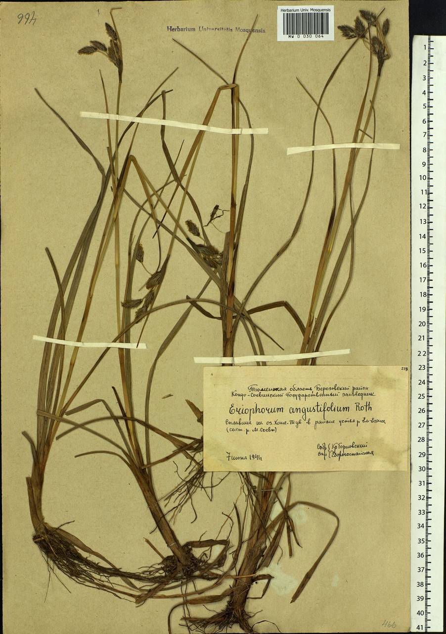 Eriophorum angustifolium Honck., Siberia, Western Siberia (S1) (Russia)