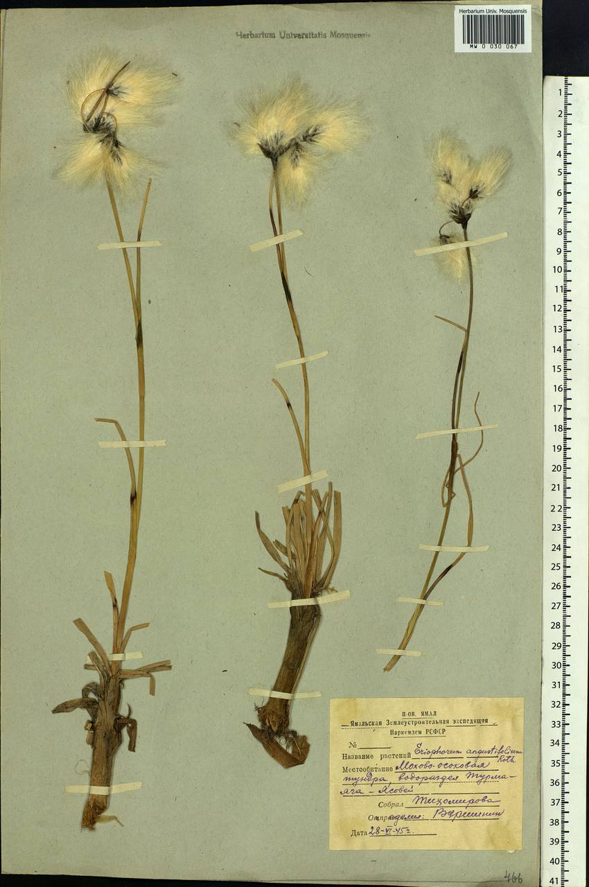 Eriophorum angustifolium Honck., Siberia, Western Siberia (S1) (Russia)