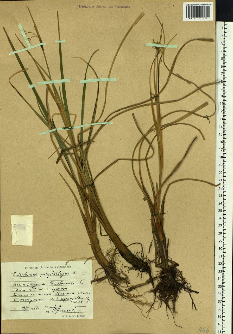 Eriophorum angustifolium Honck., Eastern Europe, Eastern region (E10) (Russia)