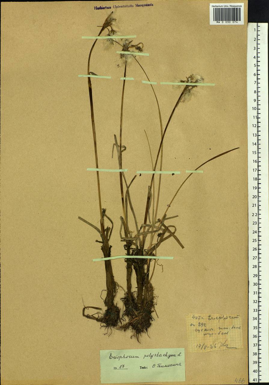 Eriophorum angustifolium Honck., Siberia, Western Siberia (S1) (Russia)