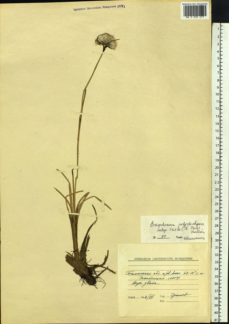 Eriophorum angustifolium Honck., Siberia, Western Siberia (S1) (Russia)