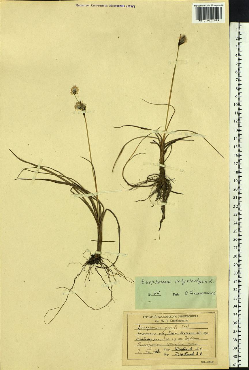 Eriophorum angustifolium Honck., Siberia, Western Siberia (S1) (Russia)