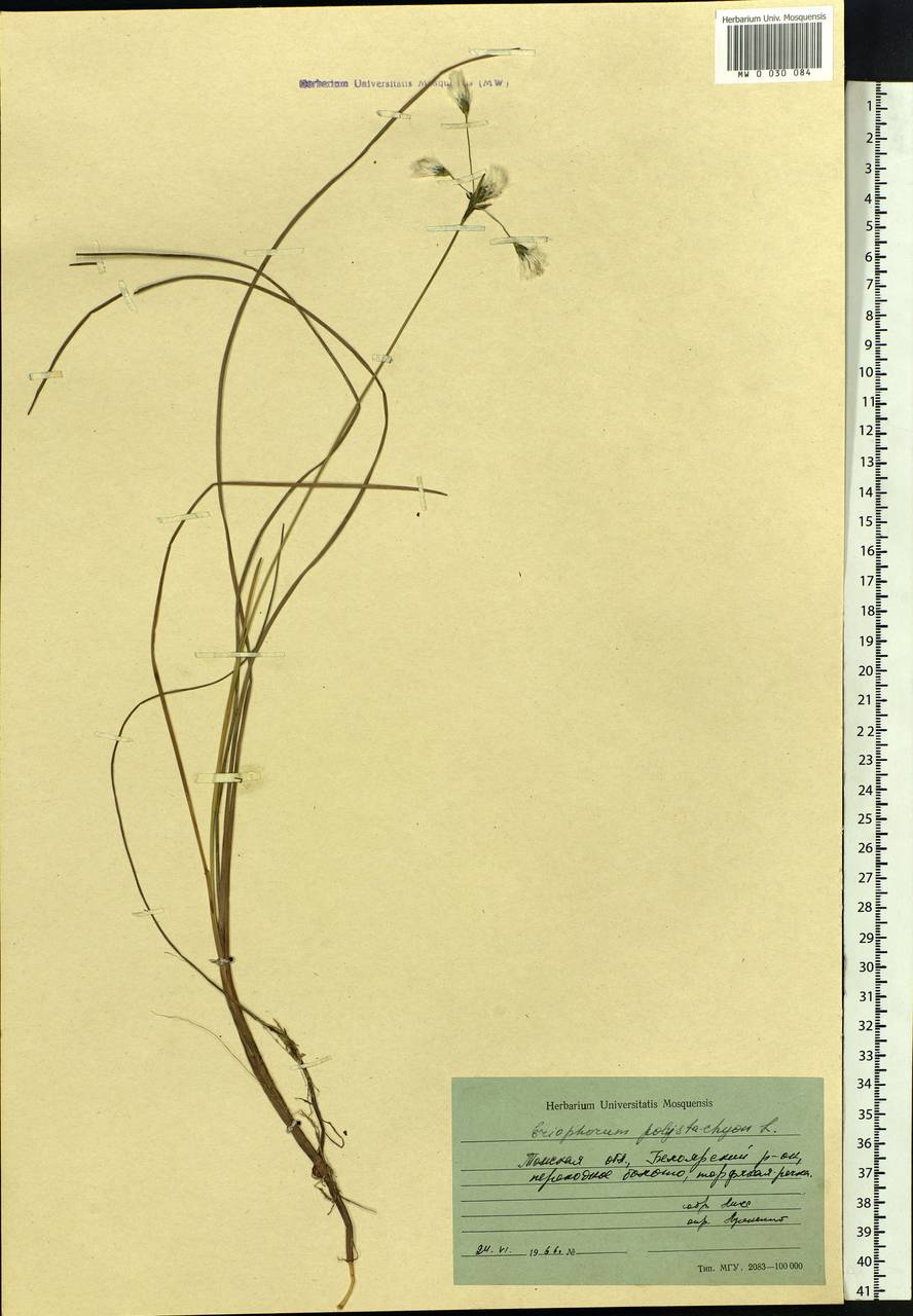 Eriophorum angustifolium Honck., Siberia, Western Siberia (S1) (Russia)