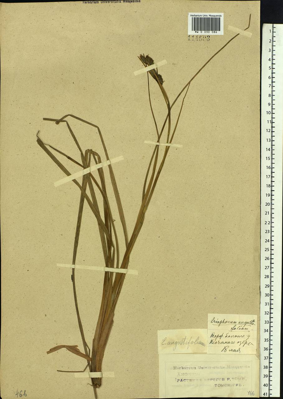 Eriophorum angustifolium Honck., Siberia, Western Siberia (S1) (Russia)