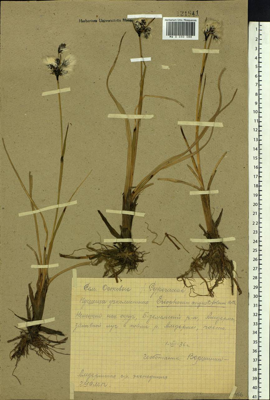 Eriophorum angustifolium Honck., Eastern Europe, Northern region (E1) (Russia)