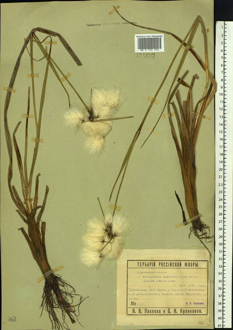 Eriophorum angustifolium Honck., Siberia, Western Siberia (S1) (Russia)