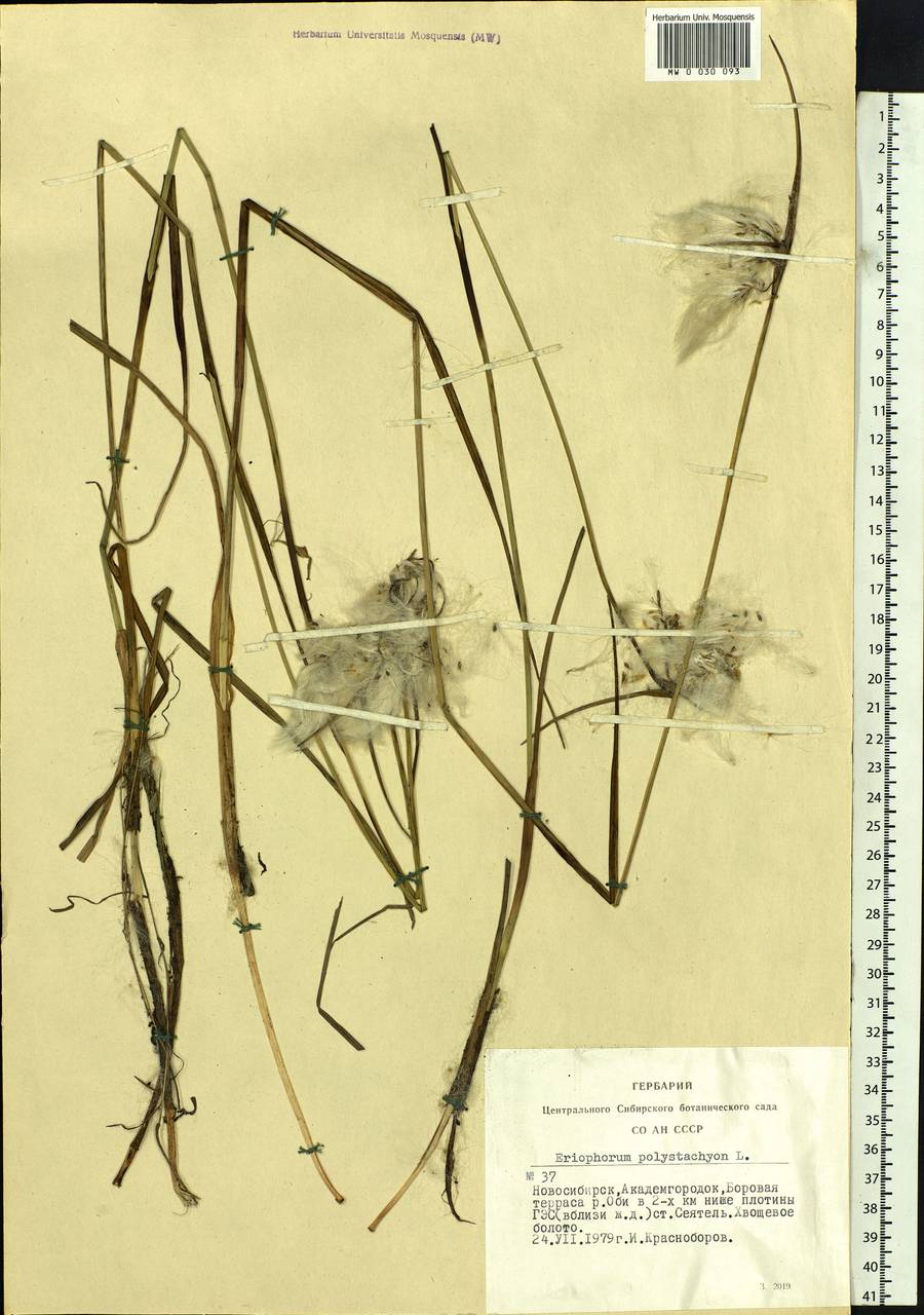 Eriophorum angustifolium Honck., Siberia, Western Siberia (S1) (Russia)