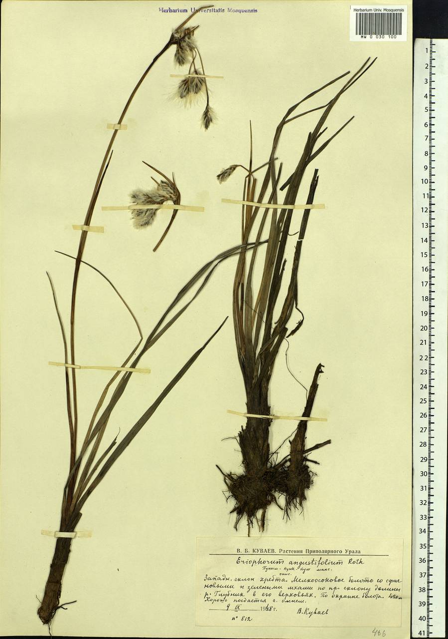 Eriophorum angustifolium Honck., Eastern Europe, Northern region (E1) (Russia)