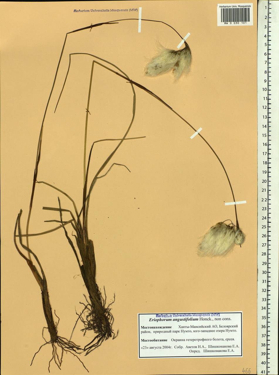 Eriophorum angustifolium Honck., Siberia, Western Siberia (S1) (Russia)