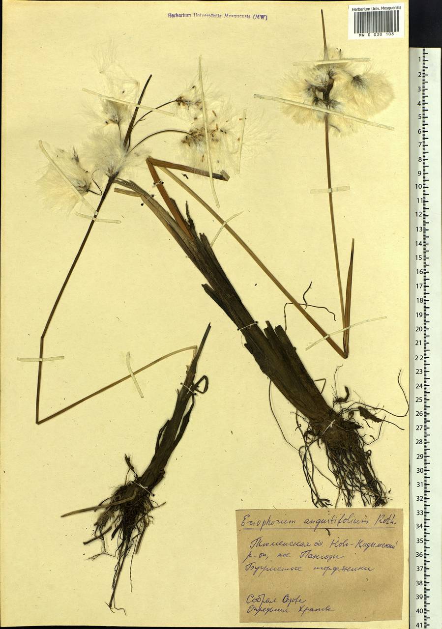 Eriophorum angustifolium Honck., Siberia, Western Siberia (S1) (Russia)