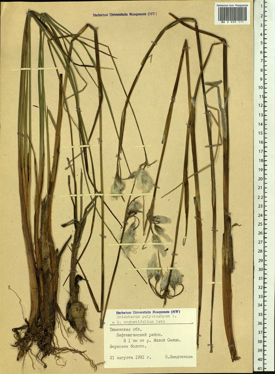 Eriophorum angustifolium Honck., Siberia, Western Siberia (S1) (Russia)