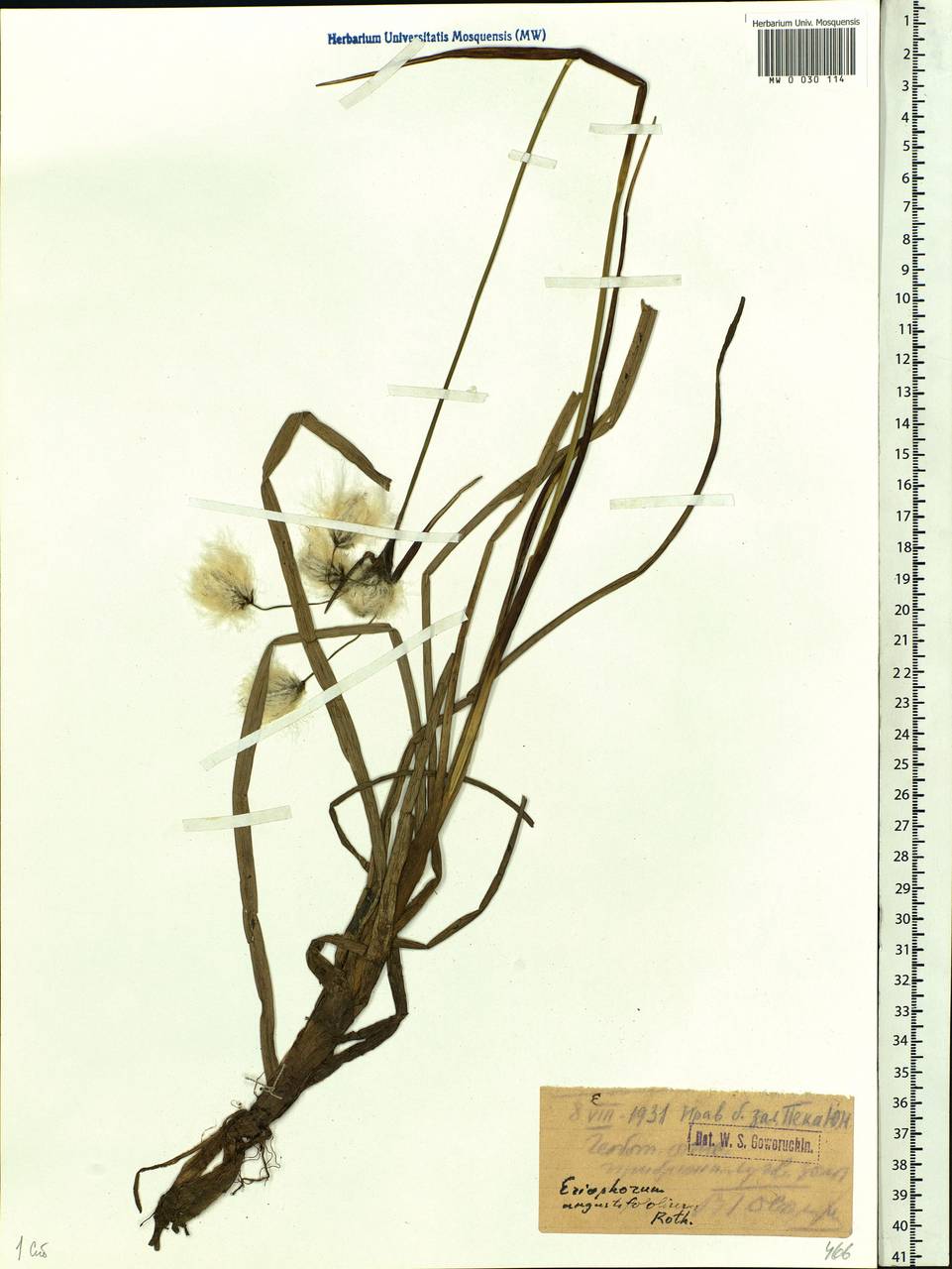 Eriophorum angustifolium Honck., Siberia, Western Siberia (S1) (Russia)