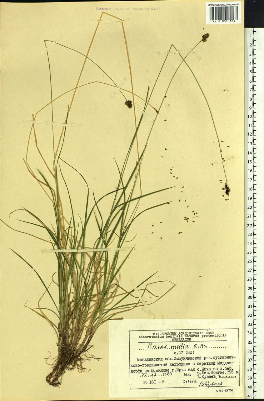 Carex media R.Br., Siberia, Chukotka & Kamchatka (S7) (Russia)