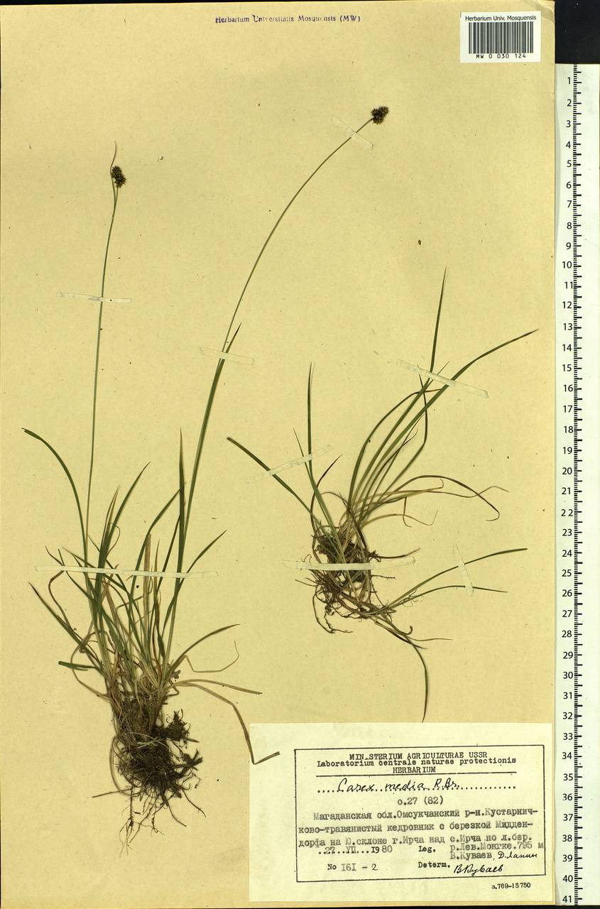 Carex media R.Br., Siberia, Chukotka & Kamchatka (S7) (Russia)