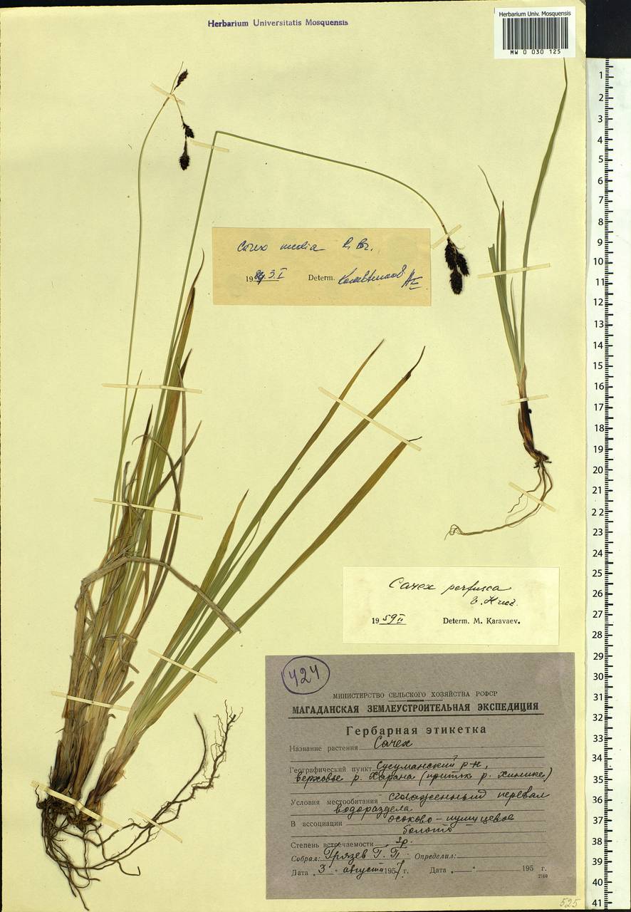 Carex media R.Br., Siberia, Chukotka & Kamchatka (S7) (Russia)